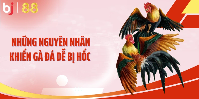 Những nguyên nhân khiến gà đá dễ bị hốc